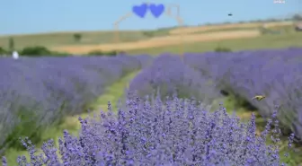 Kırşehir'de Lavanta Şöleni düzenlendi