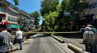 Üsküdar'da Asırlık Çınar Ağacı Devrildi