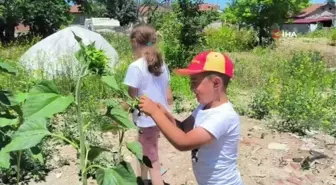 Yıkılan evlerinin enkazında yeşeren 'ayçiçekleri' ile nefes almaya çalışıyorlar