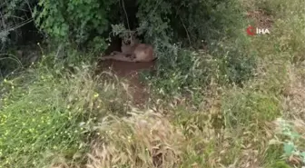 Başıboş köpekler açlıktan birbirlerini yiyor