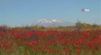 Gelincik çiçeklerinin Süphan Dağı ile oluşturduğu manzara hayran bırakıyor