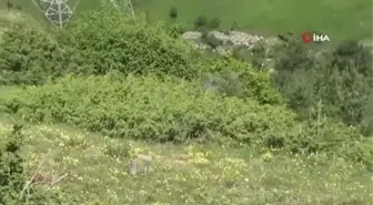 İspir'de Otomobil Şarampole Yuvarlandı: 1 Ölü, 2 Yaralı