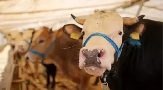 Kurban Bayramı'nda Etlerin Doğru Muhafaza Edilmesi Önemli