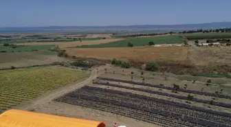 Banka yöneticisi lavanta üreticisi oldu, 14 ülkeye ihracat yapıyor