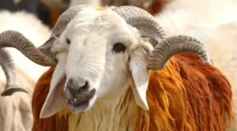 Kurban Bayramı'nda Eczaneler Açık Mı, Kapalı Mı 2023?