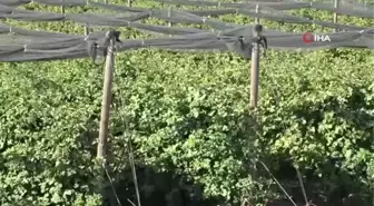 Siirt'ten 34 ülkeye böğürtlen ihracatı