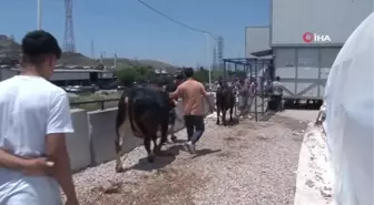 İzmir'de bayramın ilk günü hayvan pazarlarında yoğunluk