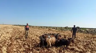 Kilis'te kaybolan küçükbaş hayvanlar bulundu