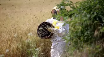 Kırklareli'de Devlet Desteğiyle Arıcılık Yapan Kadın