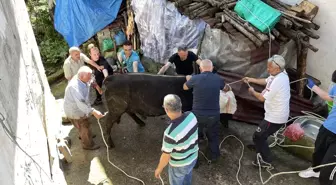 Rize'de kesim öncesi kaçmaya çalışan kurbanlık boğa, sahibini yaraladı