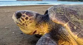 Muğla'da Tatilcilerden Deniz Kaplumbağalarına Uyarı