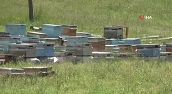Arıcılıkta oğul toplama dönemi başladı