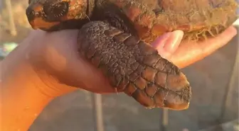 Kuşadası'nda Caretta Carettaların Yuvalama Alanı Koruma Altına Alındı