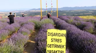 Tekirdağ'daki Lavanta Tarlaları Bayramda Ziyaretçilerini Ağırlıyor