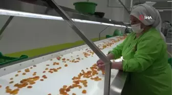 Depreme Rağmen Kuru Kayısı İhracatı Yüz Güldürdü