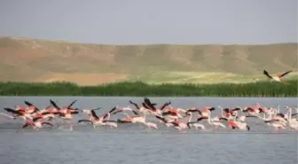 Seyfe Gölü'nde Su Seviyesi Yüzde 80'e Ulaştı