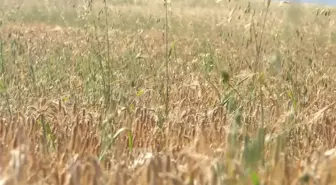 Buğday Taban Fiyatı Açıklandı, Ancak Tüccarlar Altında Alım Yapıyor