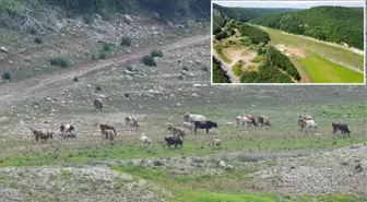 İstanbul'un suyunu sağlayan baraj kurudu! Otlarla kaplanıp, yeşil renge büründü