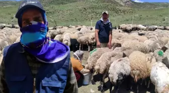 İranlı çoban Hakkari'de aylık 20 bin TL ücretle çalışıyor