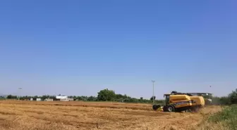 Torbalı Belediyesi Tarlalarından Buğday Hasadı