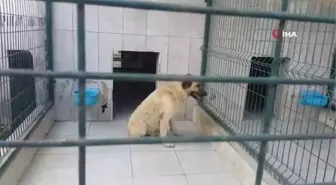 Bursa'da köpeğin saldırdığı çocuk yaralandı