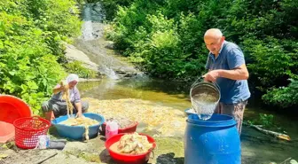 Ordu'nun Çambaşı Yaylası'nda Koyun Yünleri Hazırlanıyor