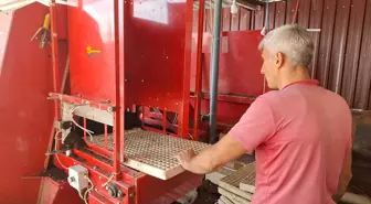 Bafra'da Kışlık Sebze Fidesi Üretimi İçin Tohum Ekimi Başladı