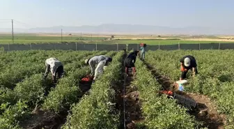 Silopi'de çiftçi fide desteğiyle ürün hasadına başladı