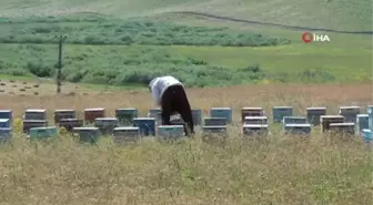 Faraşin ve Avaspi Yaylaları 40 bin arılı kovana ev sahipliği yapacak