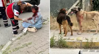 İstanbul'da köpeğin yoldan geçen kadına saldırdığı dehşetle ilgili 1 kişi gözaltında