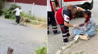 İstanbul'un göbeğinde saldırdığı kadını ağır yaralamıştı! Kangal cinsi köpeğin sahibi tutuklandı