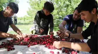 Kiraz Fiyatlarındaki Dalgalanma Krize Neden Oldu