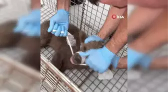 Yaralı Yavru Ayı İçin Seferber Oldular