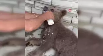 Yaralı Yavru Ayı İçin Seferber Oldular