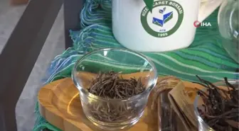 Beyaz Çay Üreticilerine 'Çay Tomurcuğu Toplayın' Çağrısı