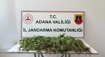 Adana'da 2 Bin 55 Kök Hint Keneviri Ele Geçirildi, 3 Şüpheli Yakalandı