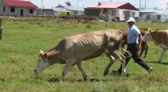 Ardahan'da hangi köy ve mahalleler, neden karantinaya alındı?