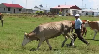 Ardahan'da şap hastalığı nedeniyle tüm köyler ve mahalleler karantinaya alındı