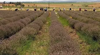 Edirne Vali Vekili Kırkpınar Yağlı Güreşleri'ni Kutladı