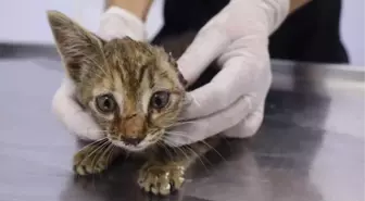 Keşan'da Yaralı Kedi Barınağın Kapısına Bırakıldı