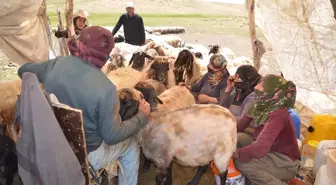 Muş'ta berivanlar, ATV ve atlarla yaylaya gidip süt sağlıyor