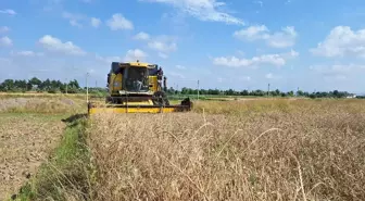 Samsun'da Hububat Hasadı Başladı