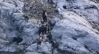 Kütahya'da Domuz Sürüsü Porsuk Barajı'nda Yüzerken Görüntülendi