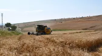 Samsun'un Vezirköprü ilçesinde buğday hasadı başladı