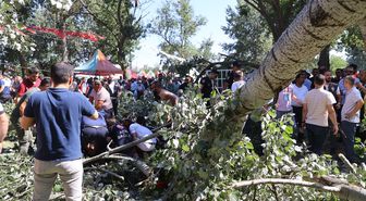 Edirne'de devrilen ağacın altında kalan 2 kişi yaralandı