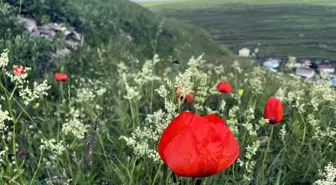 Ardahan'ın doğası çiçeklerle renklendi