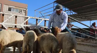 Kırıkhan'da depremzedelere küçükbaş hayvan dağıtıldı