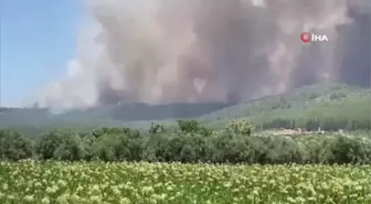 İzmir'deki orman yangınında vatandaşlar denizden tahliye ediliyor