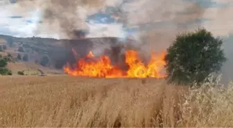 Tunceli'de Tarlada Çıkan Yangında 10 Dönüm Buğday Yandı