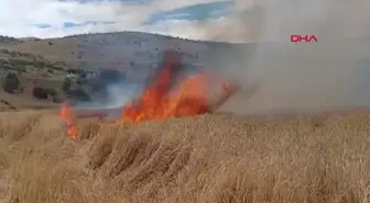 Tunceli'de Tarlada Çıkan Yangında 10 Dönüm Ekili Buğday Yandı